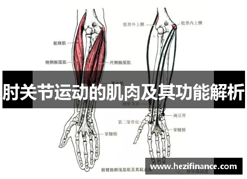 肘关节运动的肌肉及其功能解析